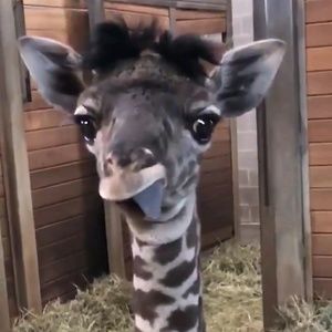 Meet your Posher, Jana